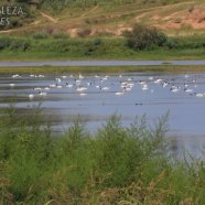 Gran cantidad de Cisnes en laguna Esmeralda