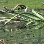 Juveniles