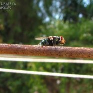 Mosca verde - Callitroga sp. - Calliphoridae