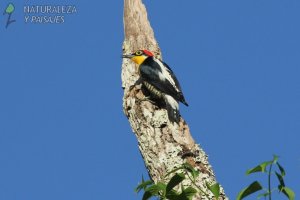 0481 - Carpintero Arcoiris