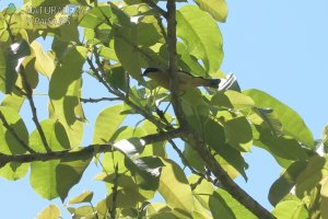 0852 - Saíra de Antifaz
