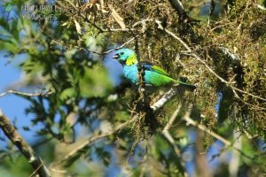 0841 - Saíra Arcoiris