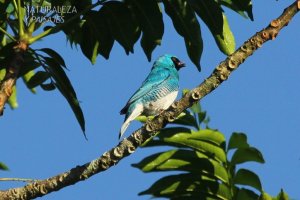 0832 - Tersina
