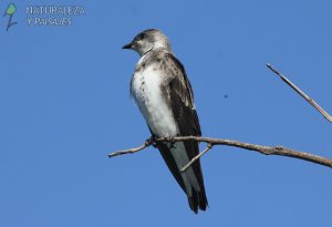 0773 - Golondrina Parda