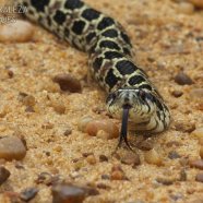 Falsa Yarará  (Xenodon dorbignyi)