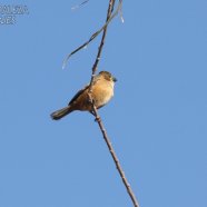 Hembra / Female