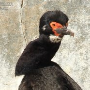 Cormorán Cuello Negro