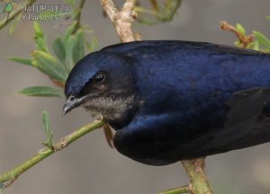 0772 - Golondrina Doméstica