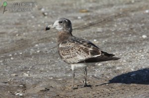 0303 - Gaviota Cangregera