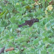  (Rhinella arenarum)