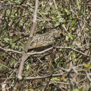 Hembra / Female