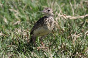 0793 - Cachirla Chica