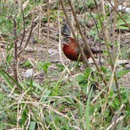 Hembra / Female