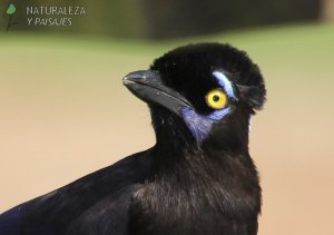 0784 - Urraca Común