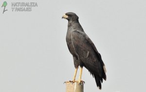 0160 - Águila Negra