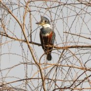 Hembra / Female