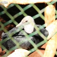 Centro de Recuperación de Aves Guirá Oga