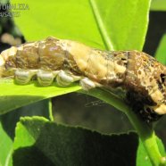 Larva de lepidóptero (mariposa)