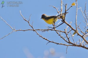 0825 - Arañero Corona Rojiza