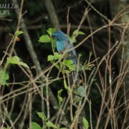 Hembra / Female
