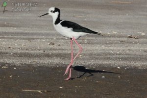 0252 - Tero Real
