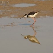 Juvenil / Juvenile