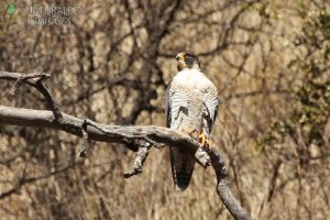 0204 - Halcón Peregrino