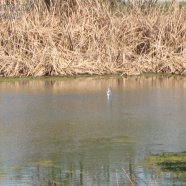 Pescando / Fishing