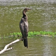 Juvenil / Juvenile