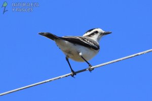 0653 - Monjita Coronada