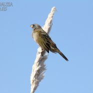 Juvenil / Juvenile