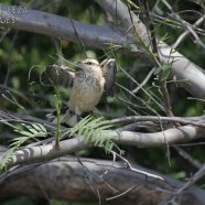 Juvenil / Juvenile