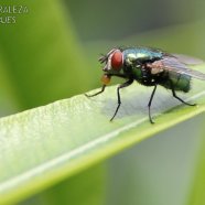 Mosca Verde - Phaenicia sericata