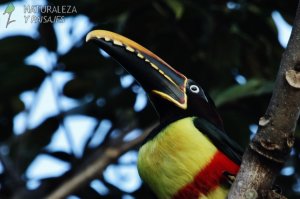 0464 - Arasarí Fajado