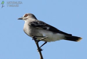 0652- Monjita Gris