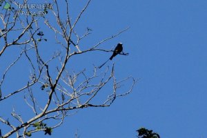 0671 - Yetapá Negro