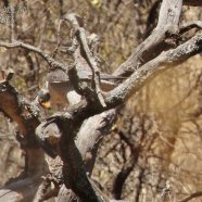 Comiendo Torcaza / Eating Eared Dove 