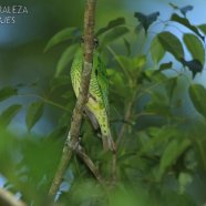 Hembra / Female
