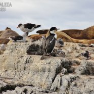 Con cormoranes y lobos