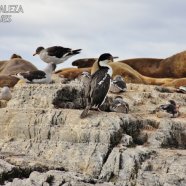 Con cormoranes y lobos