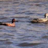 Male and female