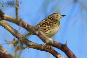 0795 - Cachirla Pálida