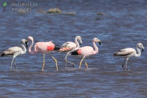 0107 - Parina Grande