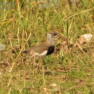 Juvenil / Juvenile