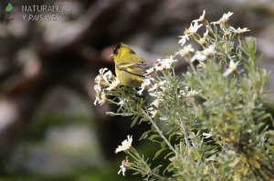 0947 - Cabecitanegra Austral