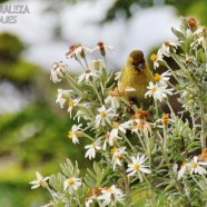 Hembra / Female 