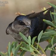 Hembra / Female