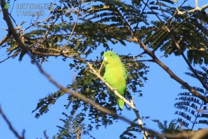 0361 - Catita Enana