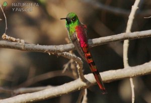 0426 - Picaflor Cometa