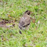 Juvenil / Juvenile